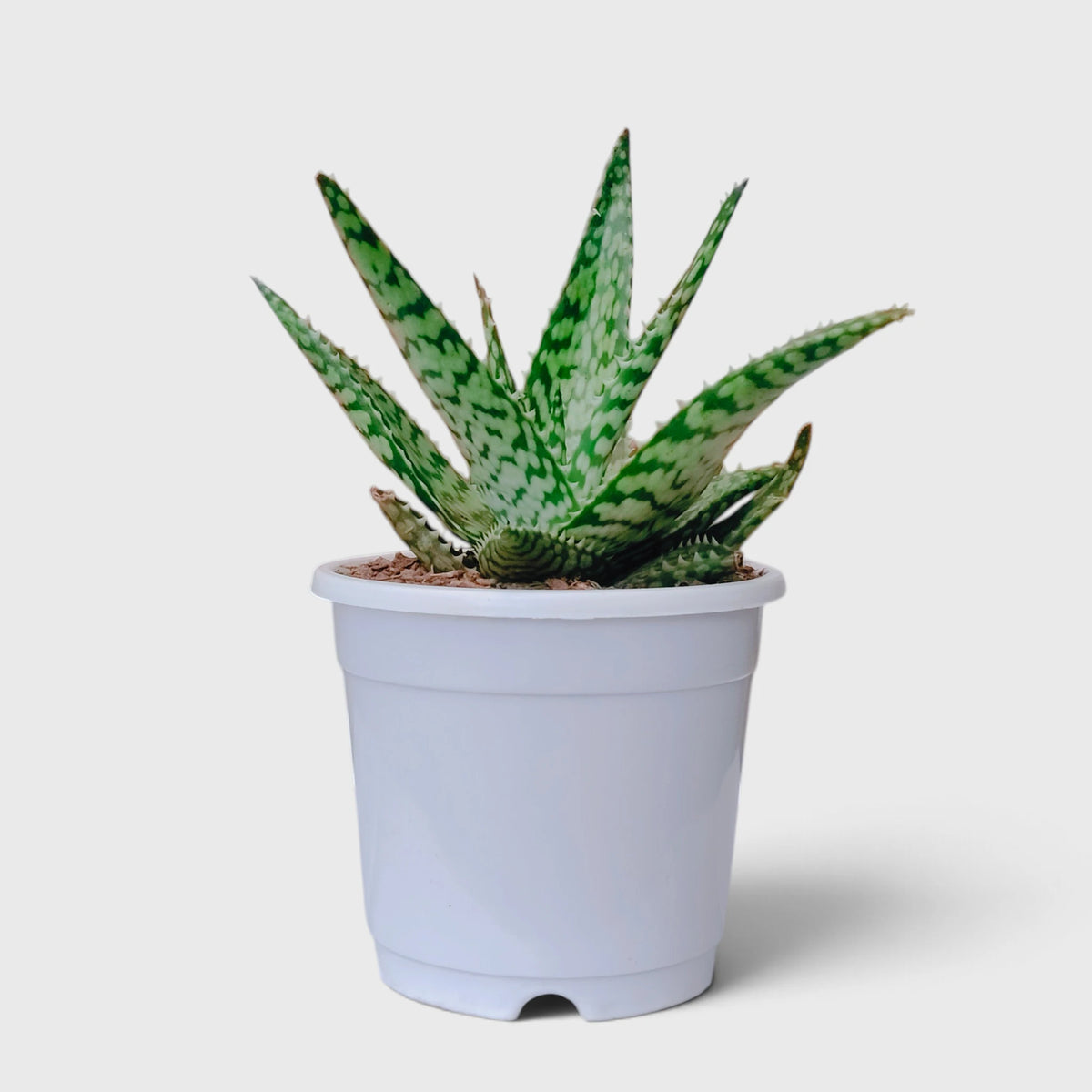 Aloe rauhii white marked leaves