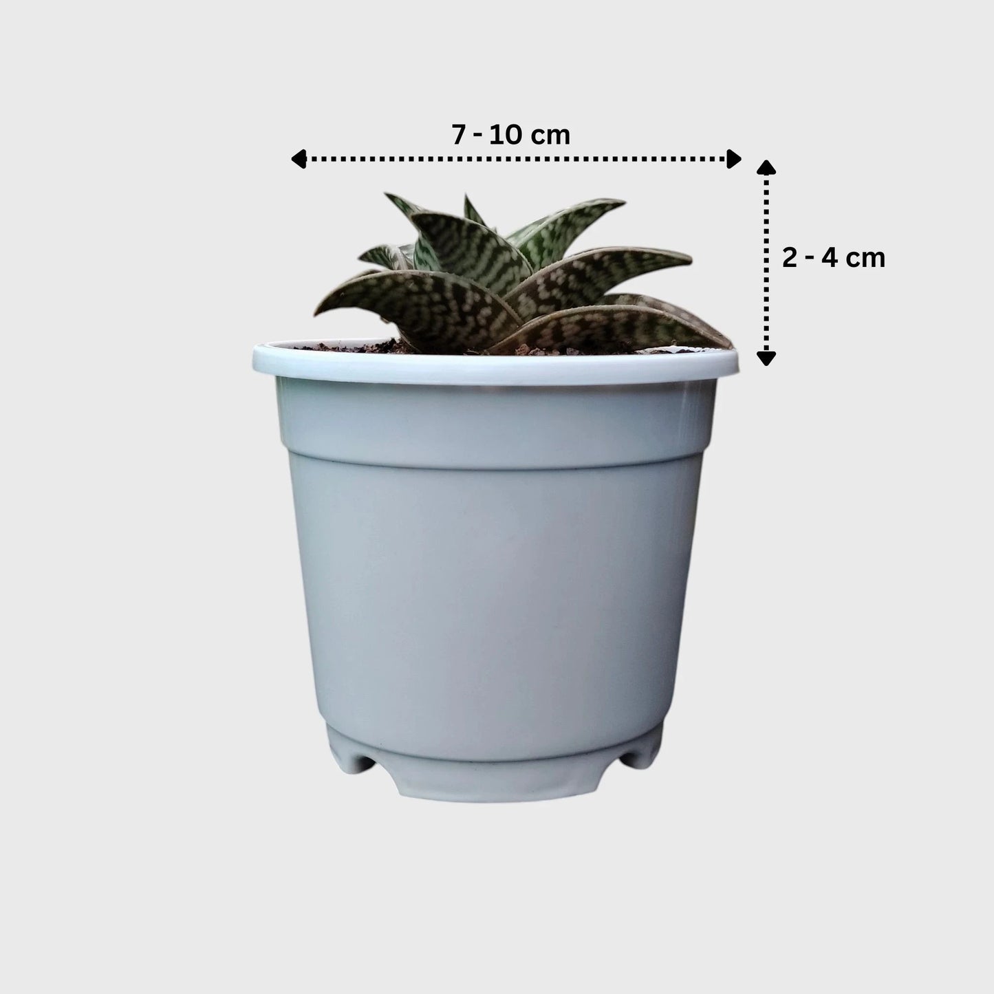 Aloe Tessellata – Geometric Patterned Succulent Indoor Plant