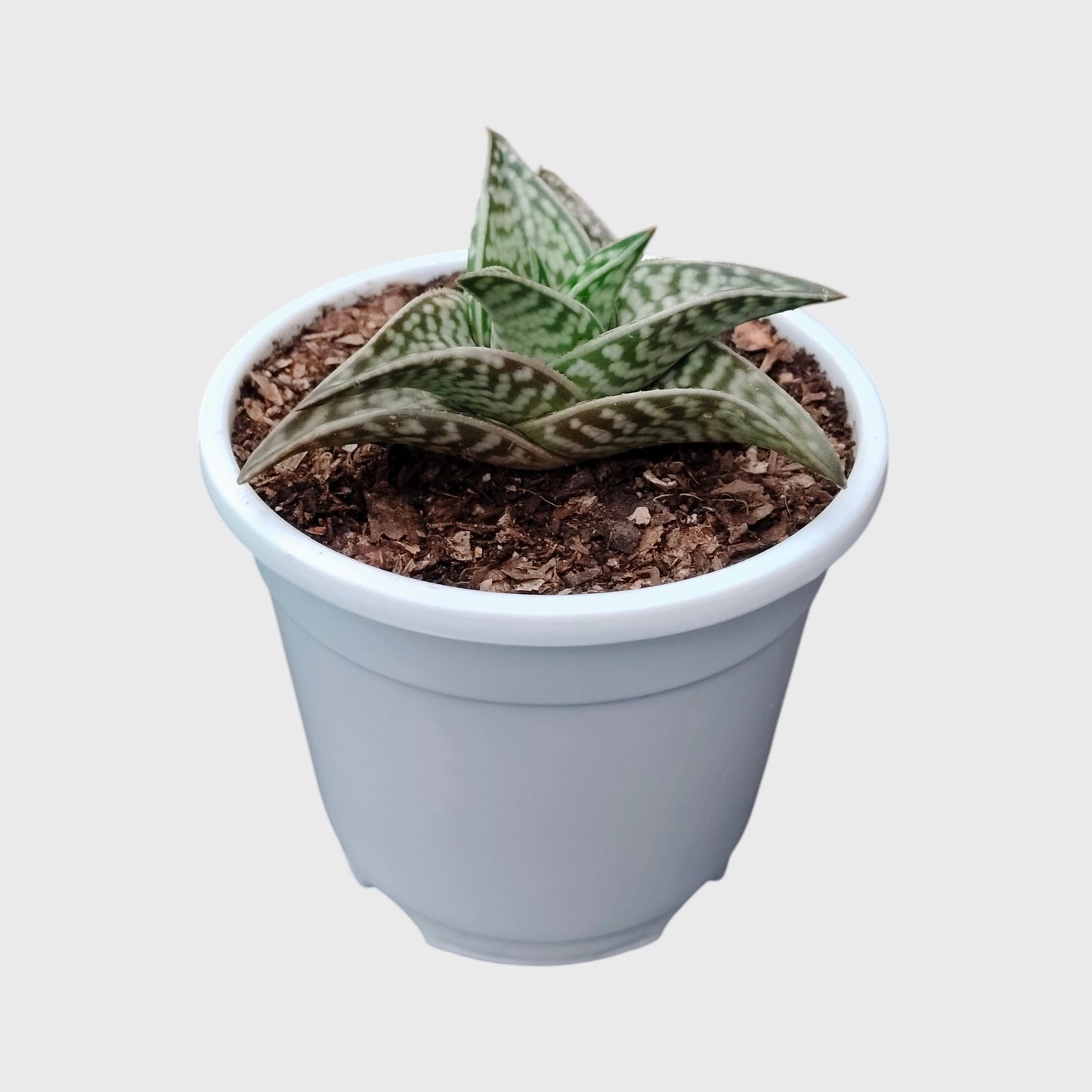 Aloe Tessellata – Geometric Patterned Succulent Indoor Plant