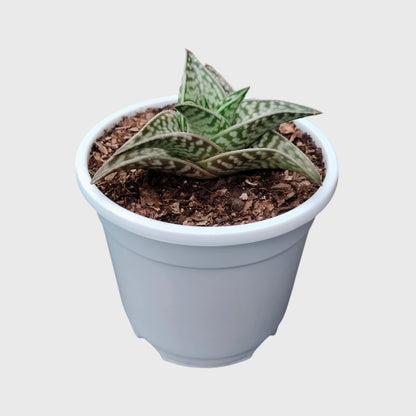Aloe Tessellata – Geometric Patterned Succulent Indoor Plant