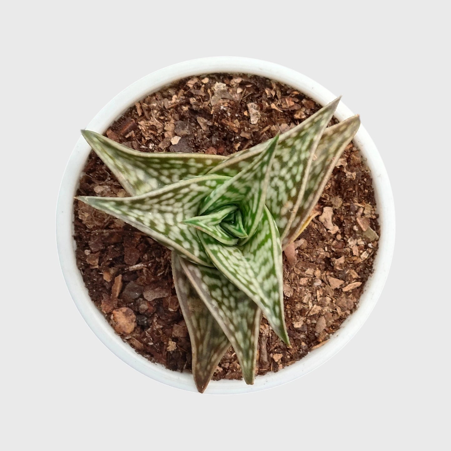 Aloe Tessellata – Geometric Patterned Succulent Indoor Plant