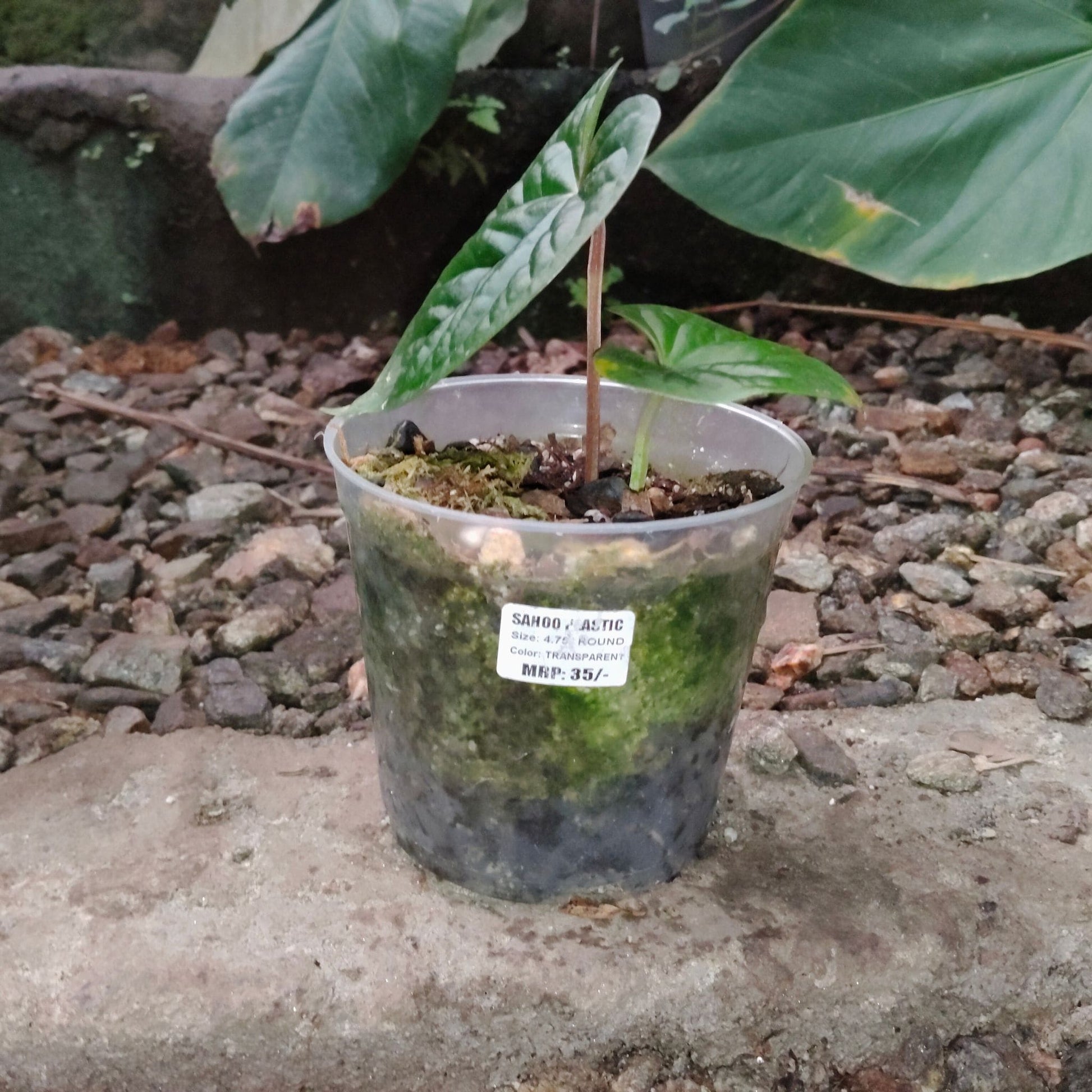 Anthurium Black Velvet × Luxurians – Rare Hybrid Velvet Foliage Plant | Small Size with 2 to 3 Leaves