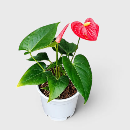 Anthurium Red Andraeanum Flamingo – Mature Flowering Indoor Plant