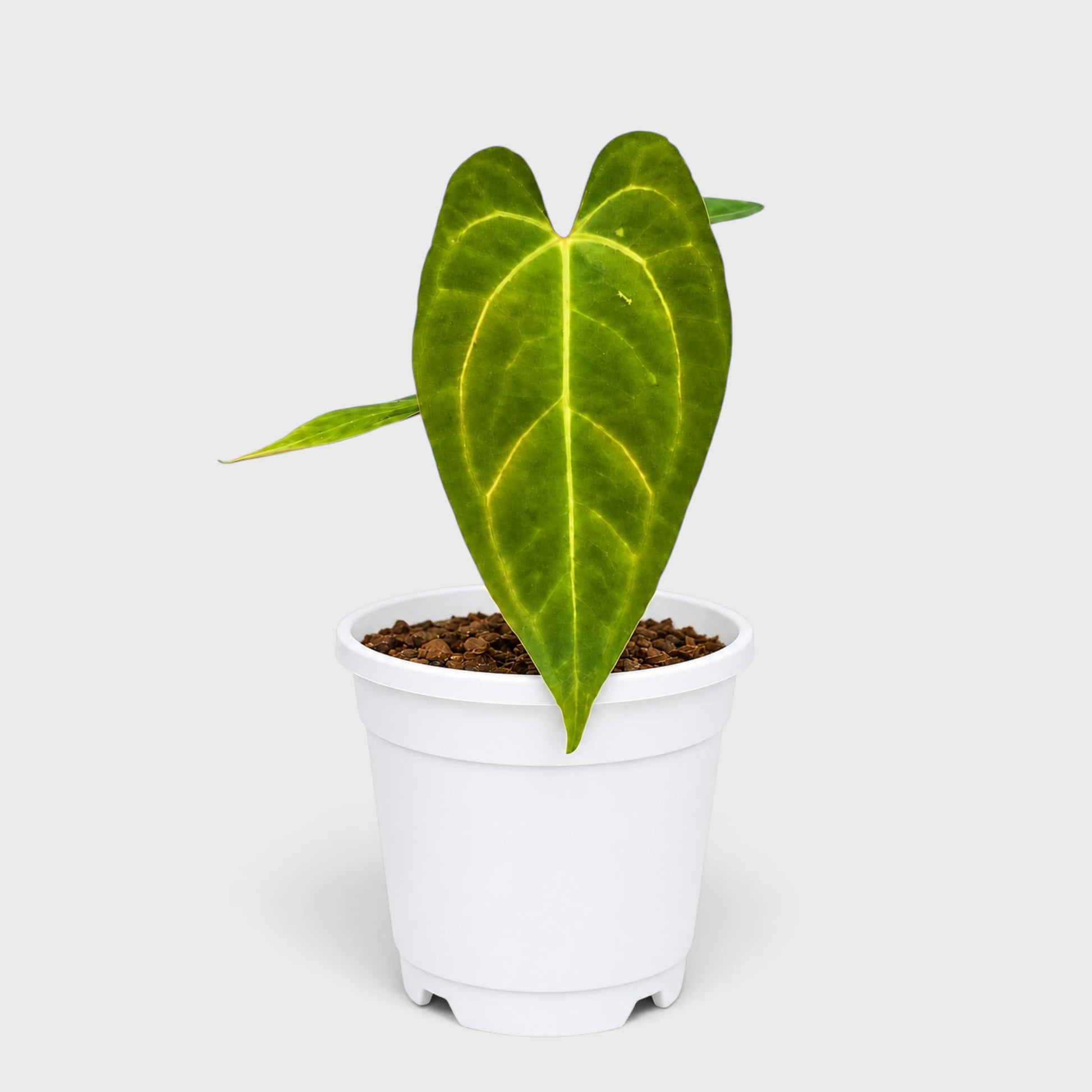 Anthurium papillilaminum 'Fort Sherman' – Mature Well-Rooted Seed-Grown Live Plant