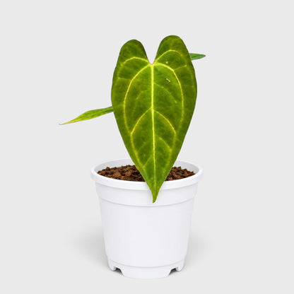 Anthurium papillilaminum 'Fort Sherman' – Mature Well-Rooted Seed-Grown Live Plant
