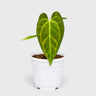Anthurium papillilaminum 'Fort Sherman' – Mature Well-Rooted Seed-Grown Live Plant