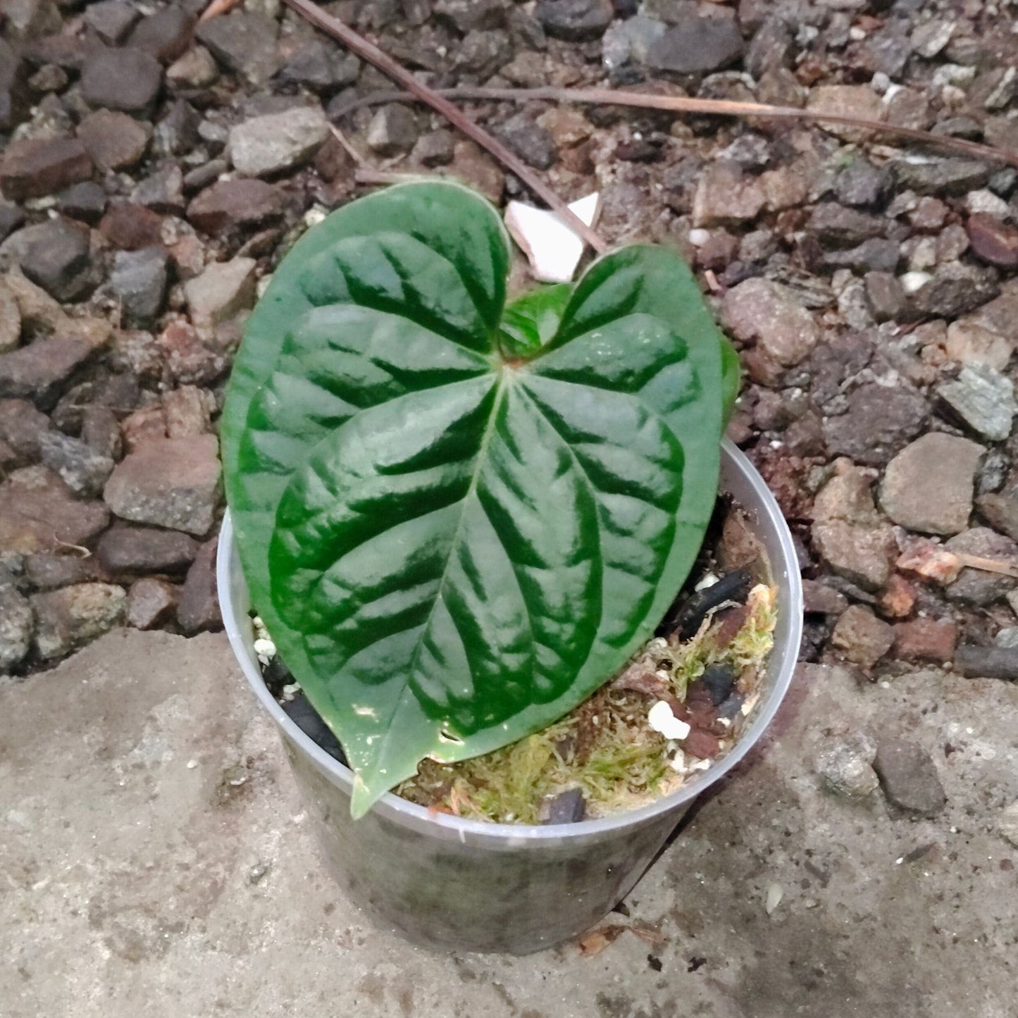 Anthurium Black Velvet × Luxurians – Rare Hybrid Velvet Foliage Plant | Small Size with 2 to 3 Leaves