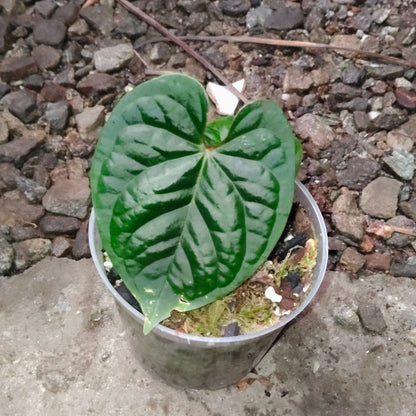 Anthurium Black Velvet × Luxurians – Rare Hybrid Velvet Foliage Plant | Small Size with 2 to 3 Leaves