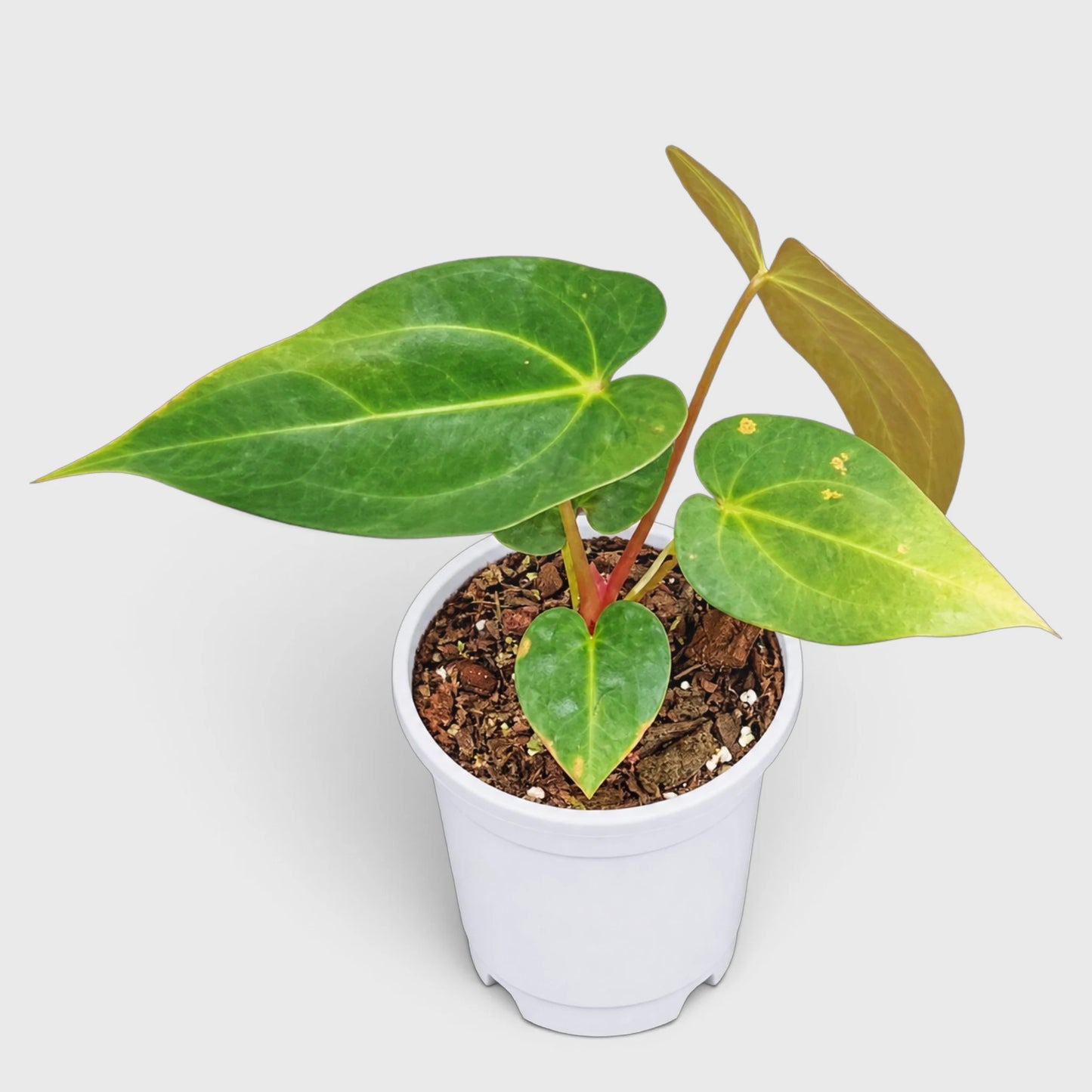 Anthurium papillilaminum 'Fort Sherman' – Mature Well-Rooted Seed-Grown Live Plant