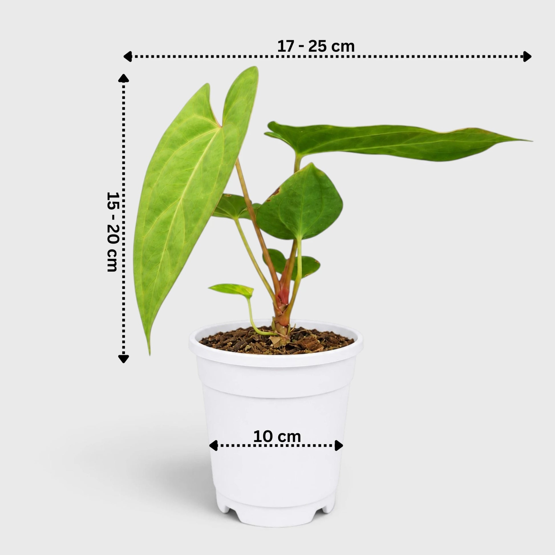 Anthurium papillilaminum 'Fort Sherman' – Mature Well-Rooted Seed-Grown Live Plant