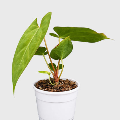 Anthurium papillilaminum 'Fort Sherman' – Mature Well-Rooted Seed-Grown Live Plant