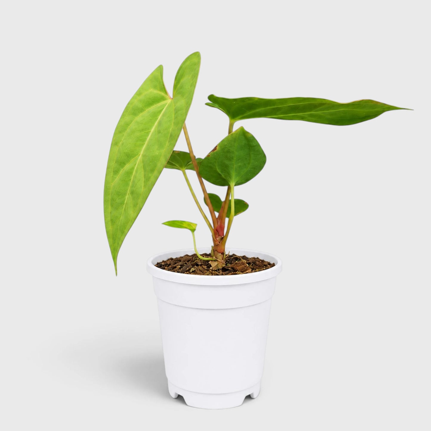 Anthurium papillilaminum 'Fort Sherman' – Mature Well-Rooted Seed-Grown Live Plant