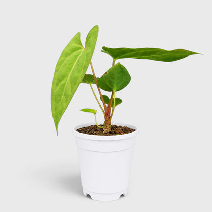 Anthurium papillilaminum 'Fort Sherman' – Mature Well-Rooted Seed-Grown Live Plant