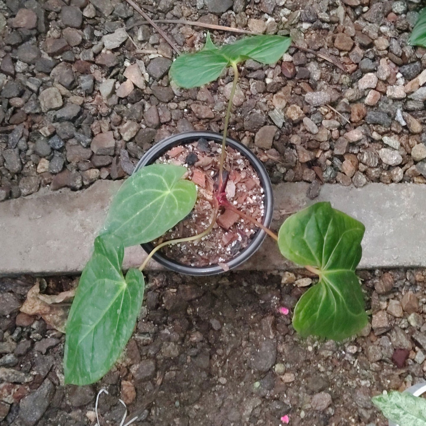 Anthurium Papillilaminum – Rare Velvet Foliage Plant (15–30 cm Height, 3–5 Leaves)