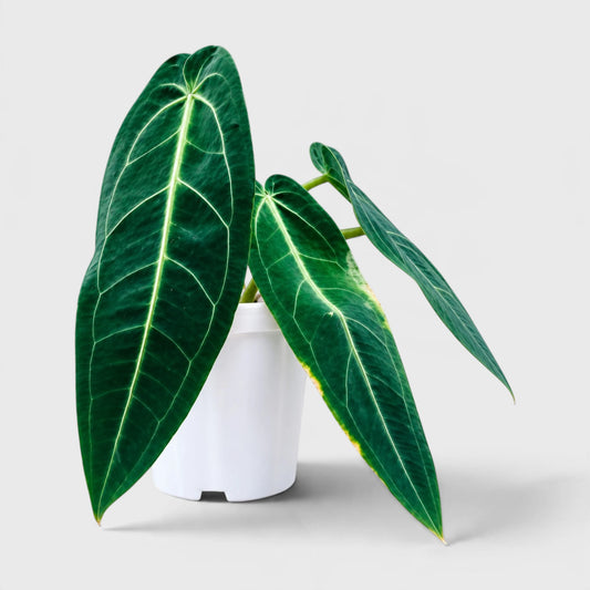Anthurium Queen Warocqueanum – Rare Large Dark Leaf Collector Plant with Pot