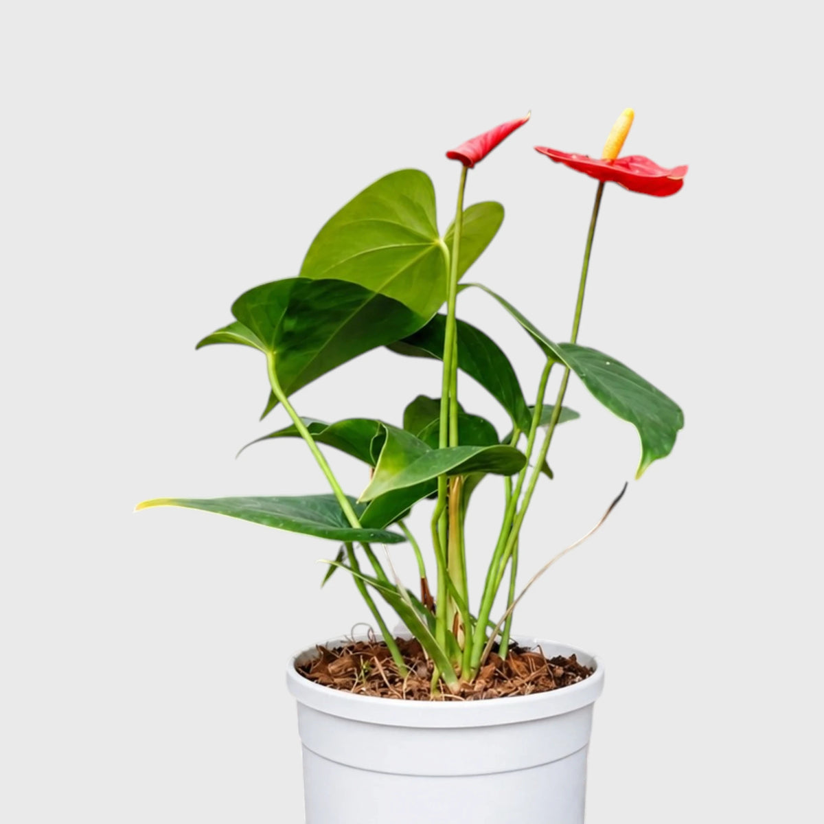 Anthurium Red Andraeanum Flamingo – Mature Flowering Indoor Plant