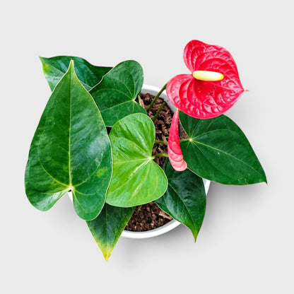 Anthurium Red Andraeanum Flamingo – Mature Flowering Indoor Plant