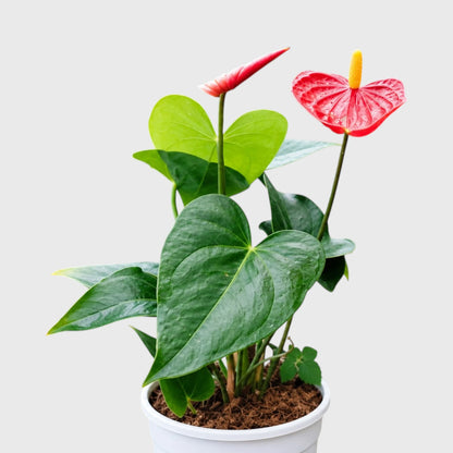 Anthurium Red Andraeanum Flamingo – Mature Flowering Indoor Plant