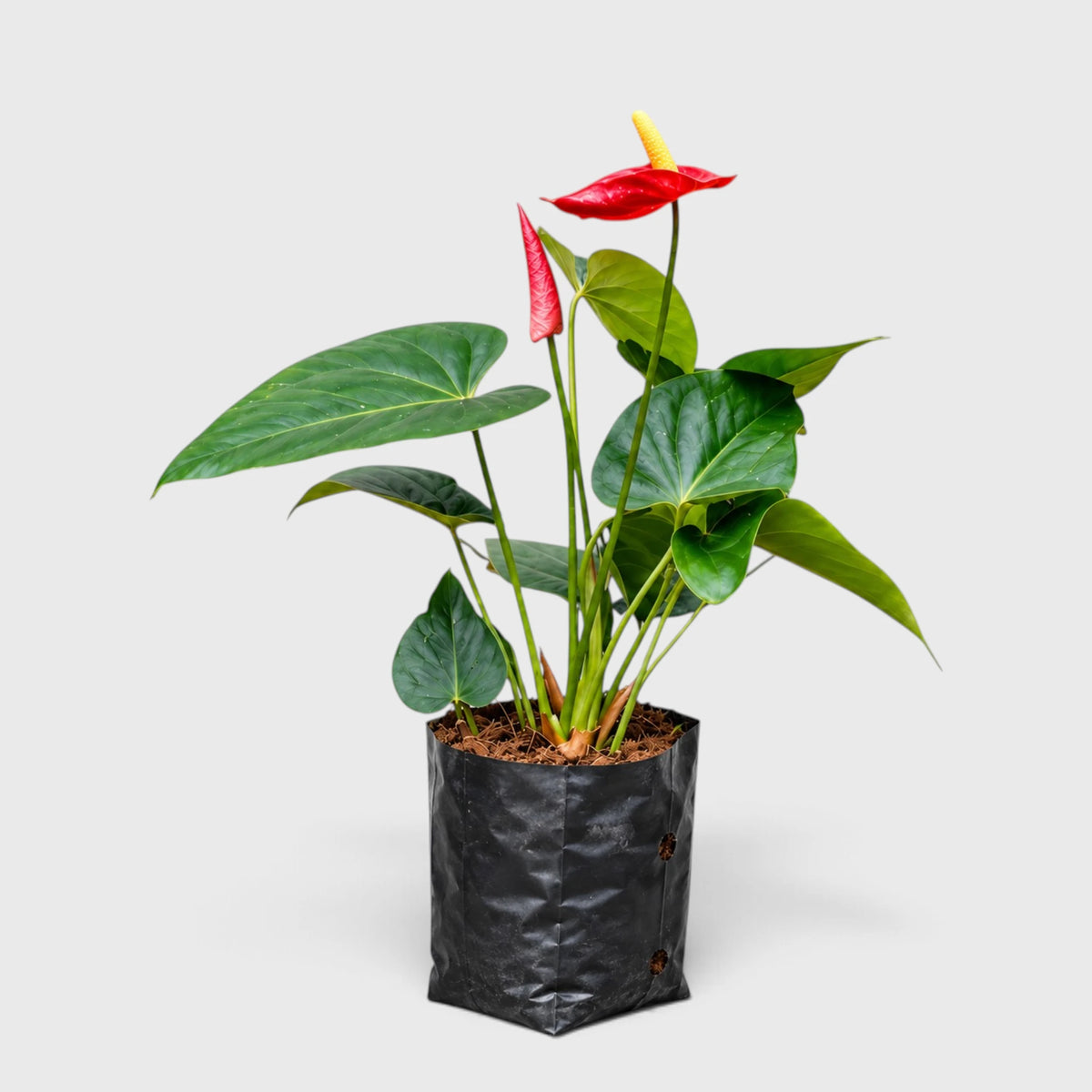 Anthurium Red Andraeanum Flamingo – Mature Flowering Indoor Plant