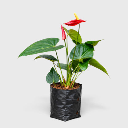 Anthurium Red Andraeanum Flamingo – Mature Flowering Indoor Plant