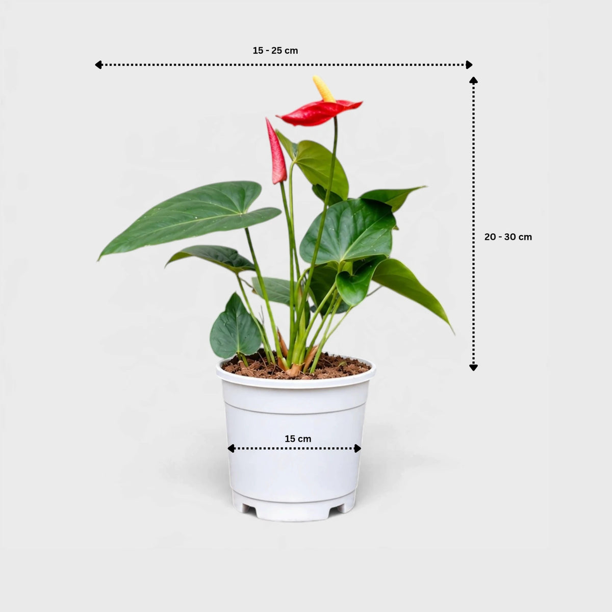 Anthurium Red Andraeanum Flamingo – Mature Flowering Indoor Plant