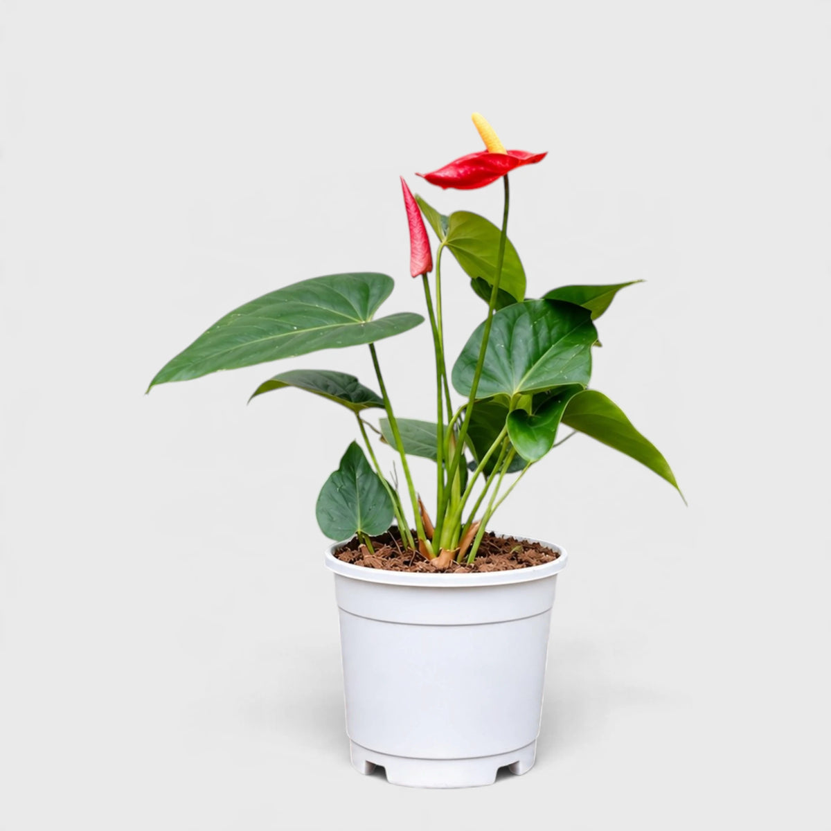 Anthurium Red Andraeanum Flamingo – Mature Flowering Indoor Plant
