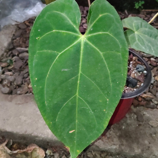 Anthurium Papillilaminum – Rare Velvet Foliage Plant (15–30 cm Height, 3–5 Leaves)