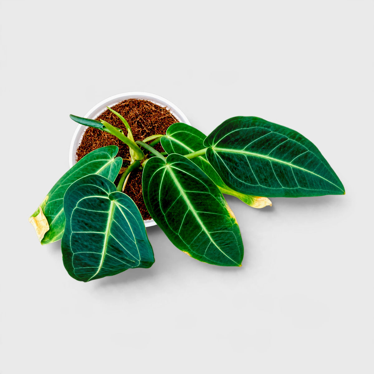 Anthurium Queen Warocqueanum – Rare Large Dark Leaf Collector Plant with Pot