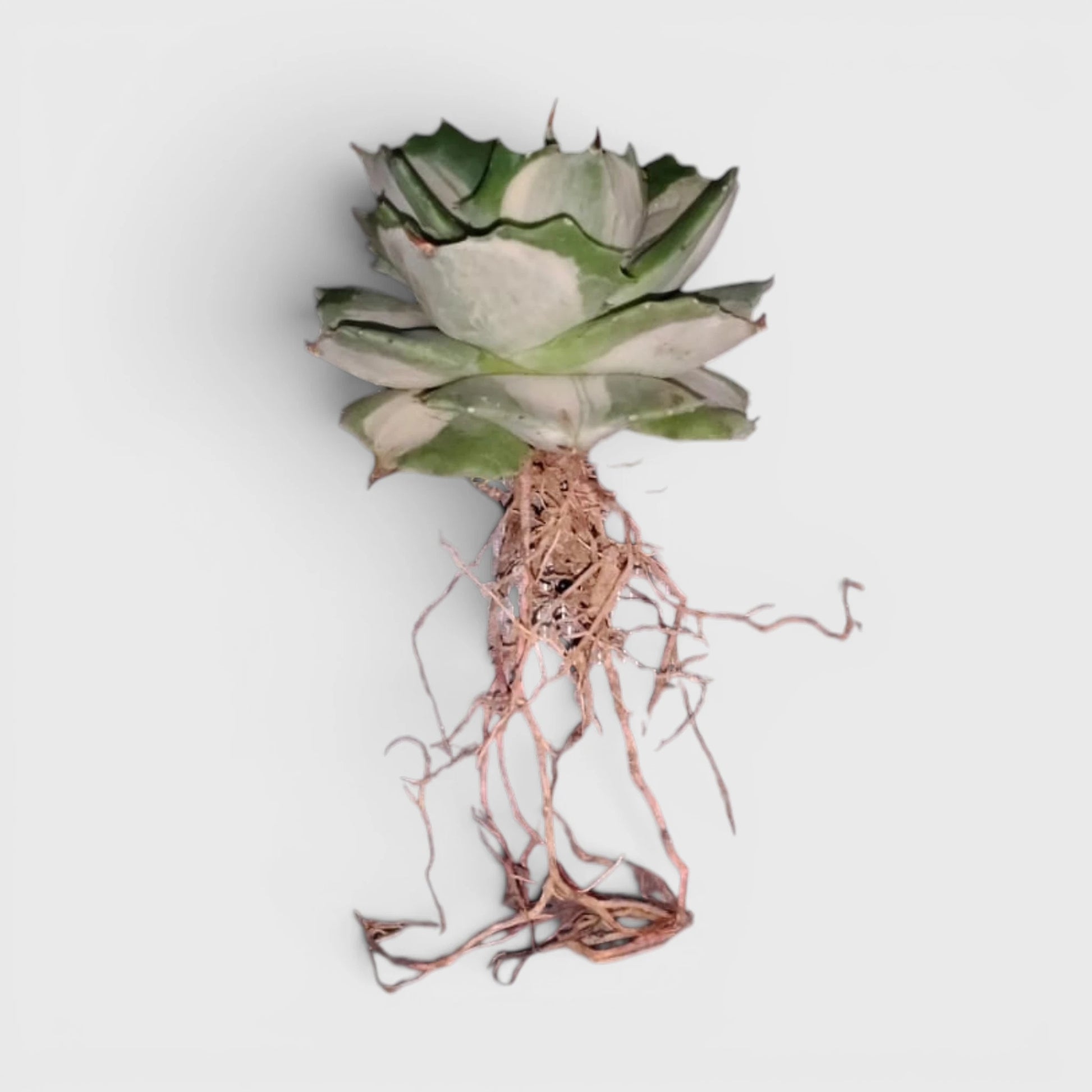 Rare Agave Potatorum Albo Variegata | Well Rooted Mature Variegated Succulent