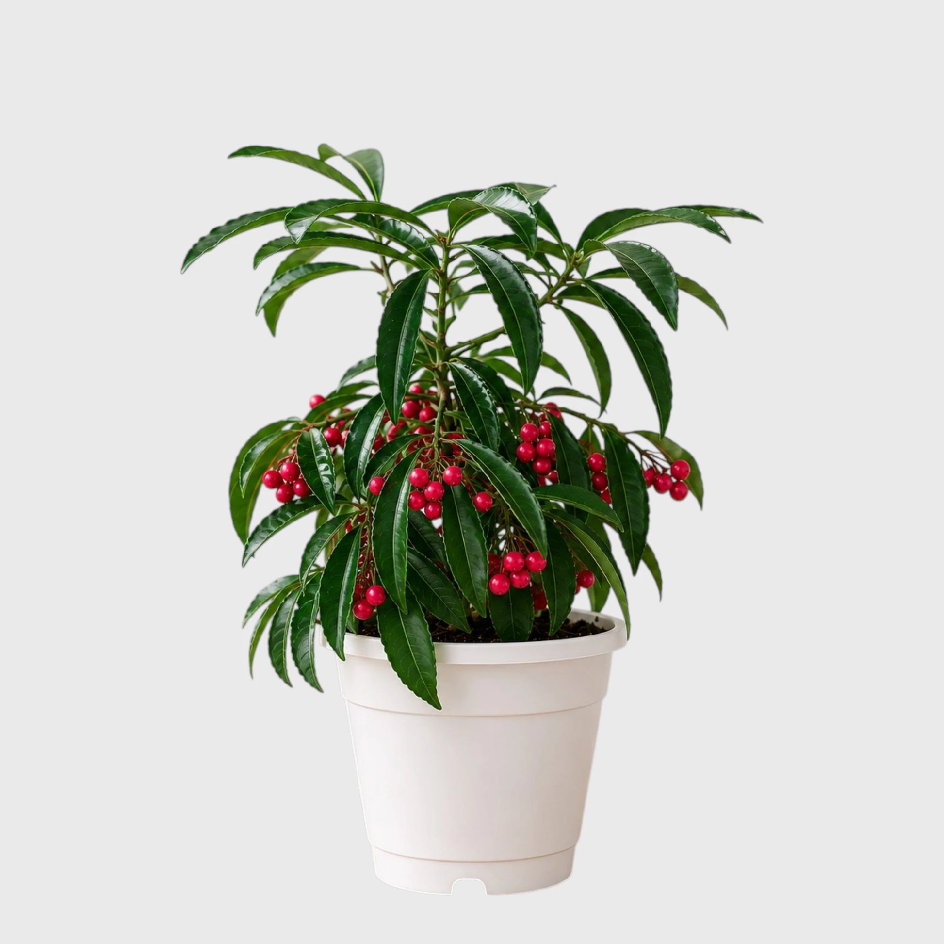 Ardisia Crenata Coral Berry Plant
