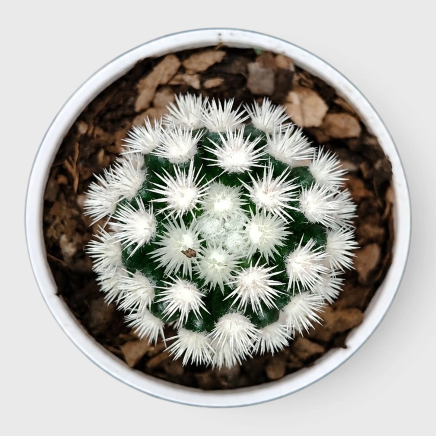 Arizona Snowcap Cactus (Mammillaria vetula ssp. gracilis cv. Arizona Snowcap) | Rare Cluster Cactus