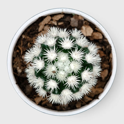 Arizona Snowcap Cactus (Mammillaria vetula ssp. gracilis cv. Arizona Snowcap) | Rare Cluster Cactus