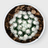 Arizona Snowcap Cactus (Mammillaria vetula ssp. gracilis cv. Arizona Snowcap) | Rare Cluster Cactus