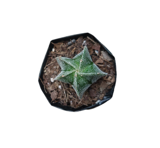 Astrophytum Myrostigma (Bishop's Hat Cactus): Regal Beauty for Any Space - My Store