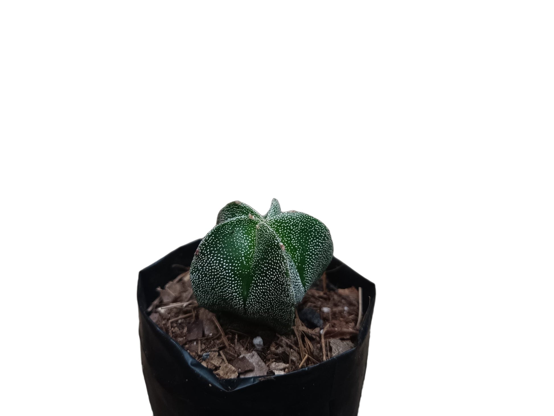 Astrophytum Myrostigma (Bishop's Hat Cactus): Regal Beauty for Any Space - My Store