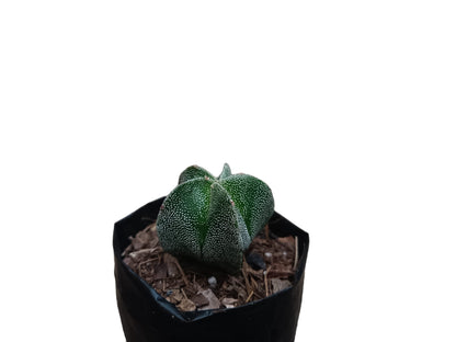 Astrophytum Myrostigma (Bishop's Hat Cactus): Regal Beauty for Any Space - My Store