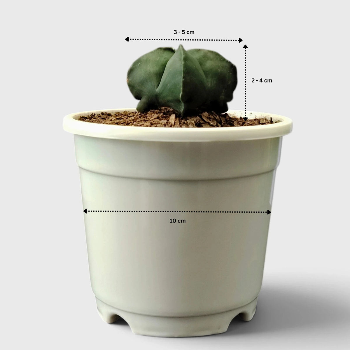 Green Astrophytum Ornatum – Ribbed Star-Shaped Cactus