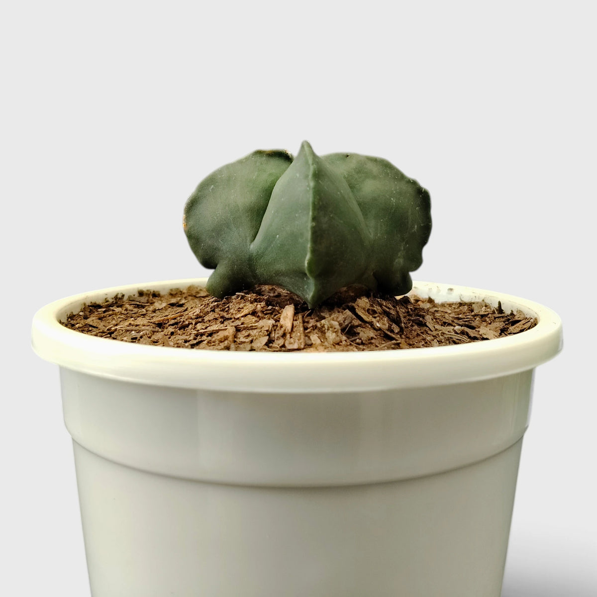 Green Astrophytum Ornatum – Ribbed Star-Shaped Cactus
