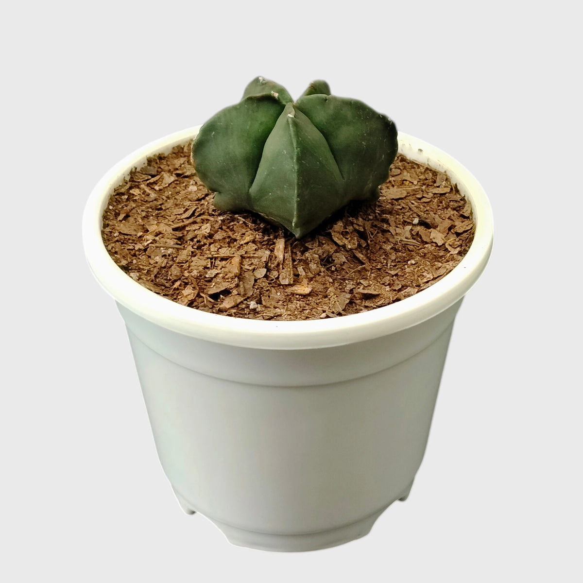 Green Astrophytum Ornatum – Ribbed Star-Shaped Cactus