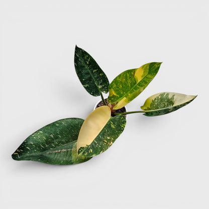 Rare Philodendron Green Congo Aurea Variegated – Golden Variegated Self-Heading Collector Aroid