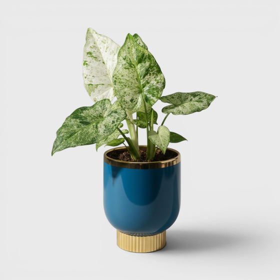 Ceramic Pots