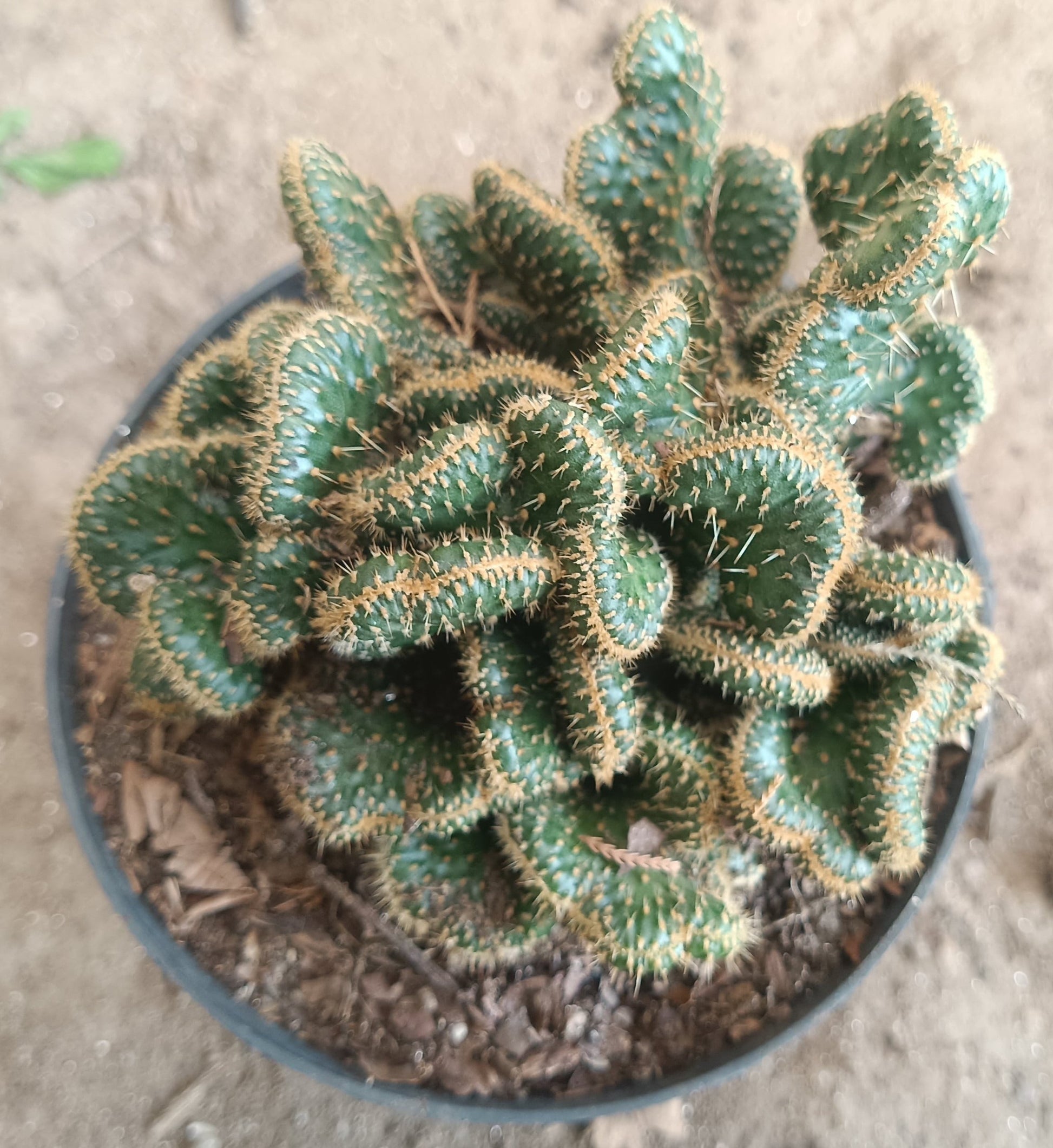 Austrocylindropuntia Subulata Cristata - Coral Cactus | Unique Succulent for Home & Office - My Store
