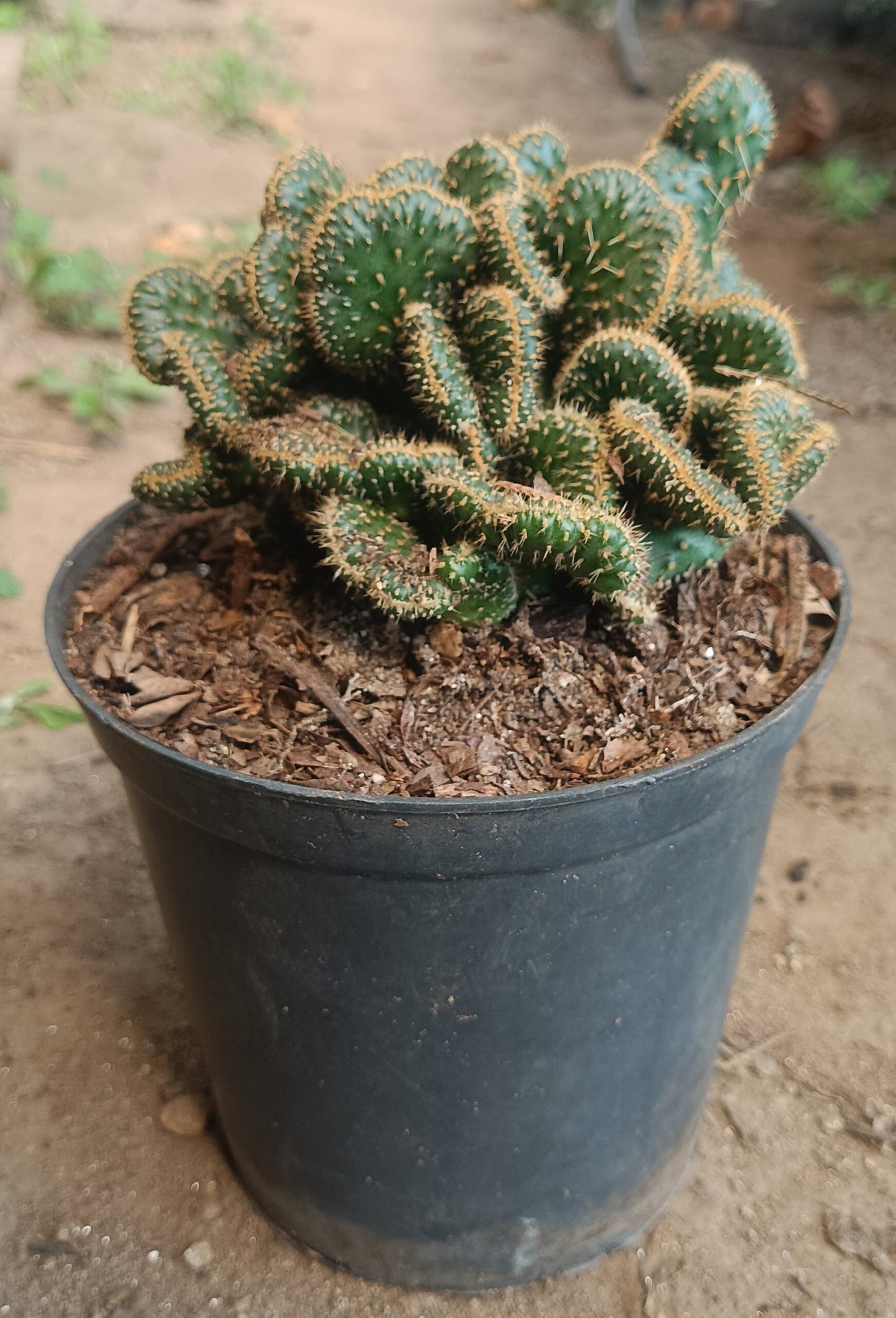 Austrocylindropuntia Subulata Cristata - Coral Cactus | Unique Succulent for Home & Office - My Store