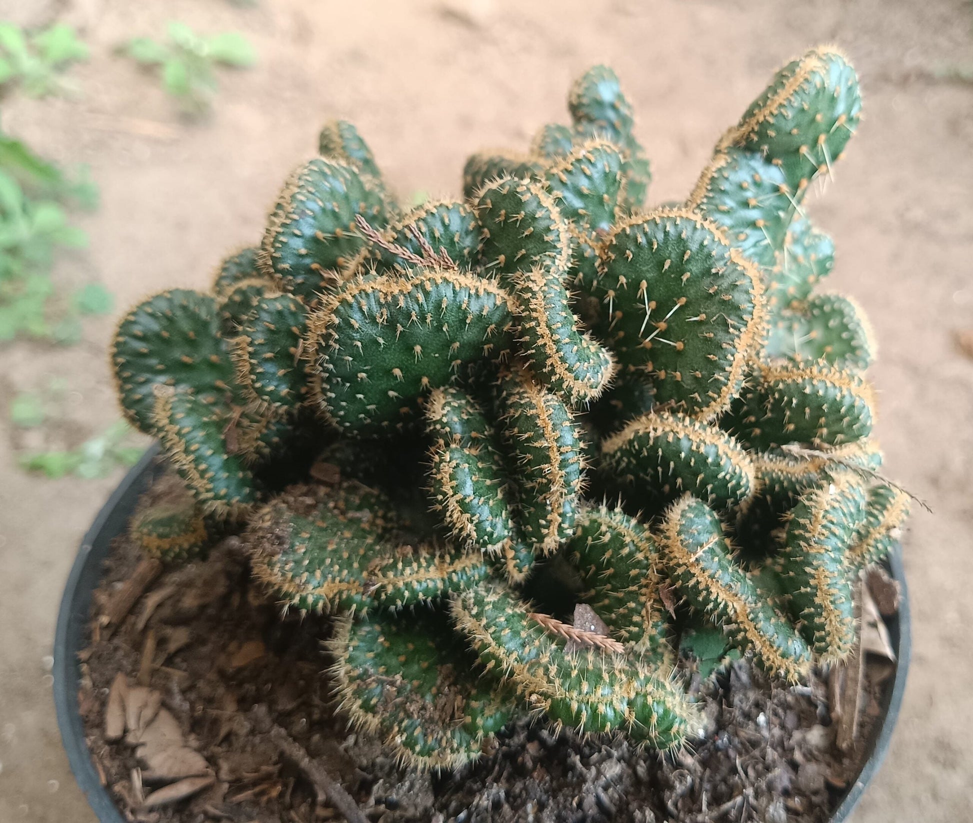 Austrocylindropuntia Subulata Cristata - Coral Cactus | Unique Succulent for Home & Office - My Store