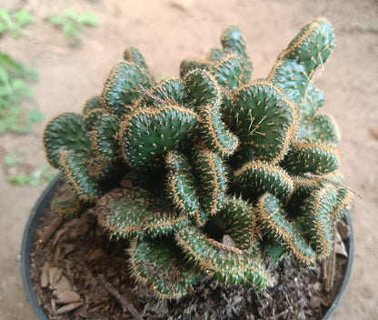 Austrocylindropuntia Subulata Cristata - Coral Cactus | Unique Succulent for Home & Office - My Store
