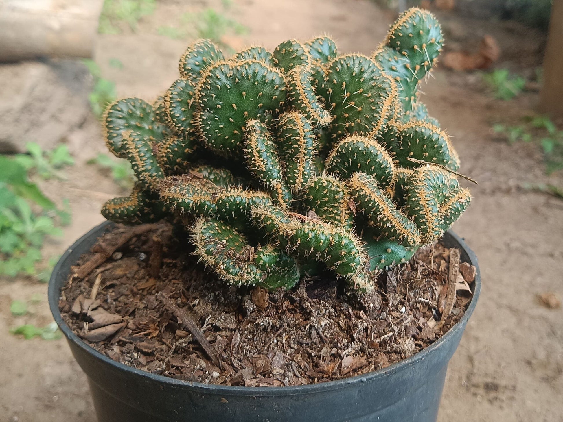 Austrocylindropuntia Subulata Cristata - Coral Cactus | Unique Succulent for Home & Office - My Store