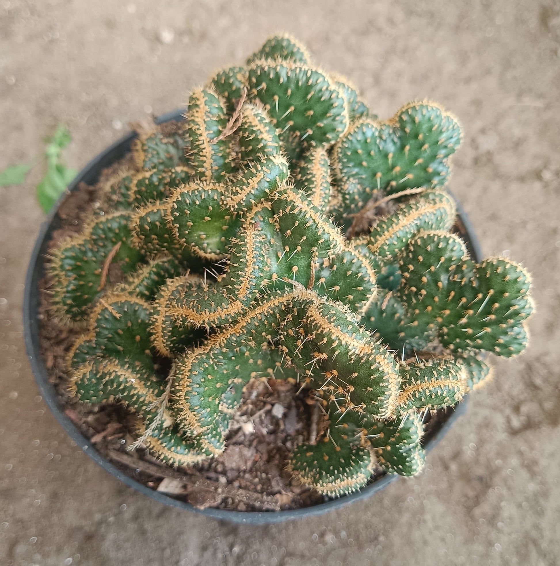Austrocylindropuntia Subulata Cristata - Coral Cactus | Unique Succulent for Home & Office - My Store
