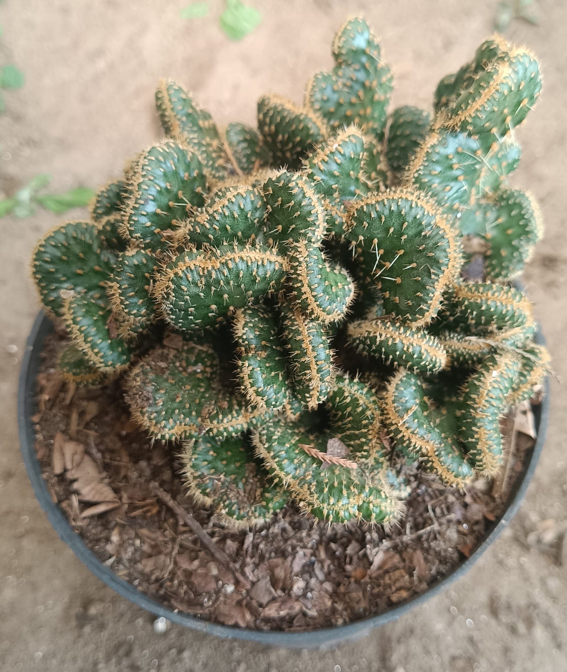 Austrocylindropuntia Subulata Cristata - Coral Cactus | Unique Succulent for Home & Office - My Store