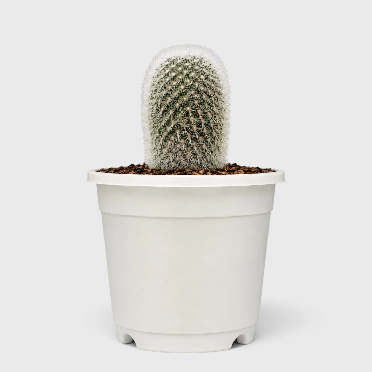 Rebutia Muscula (Aylostera Muscula) Live Plant – Flowering Cactus