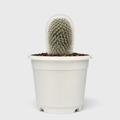 Rebutia Muscula (Aylostera Muscula) Live Plant – Flowering Cactus